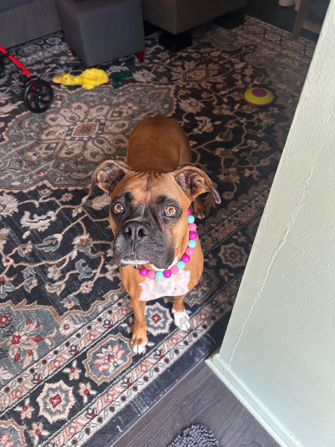 Customer photo review of Pet Portrait Wall Art - In Full Bloom
