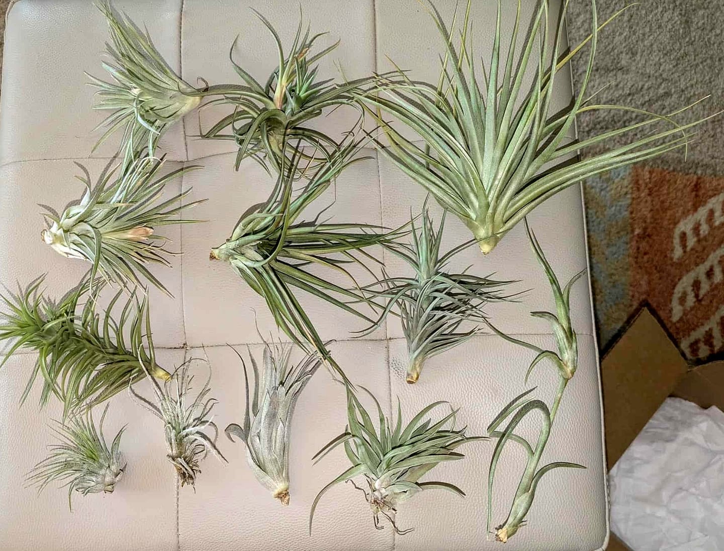 Customer photo review of B Quality Greenhouse Mix 10 Plant Pack