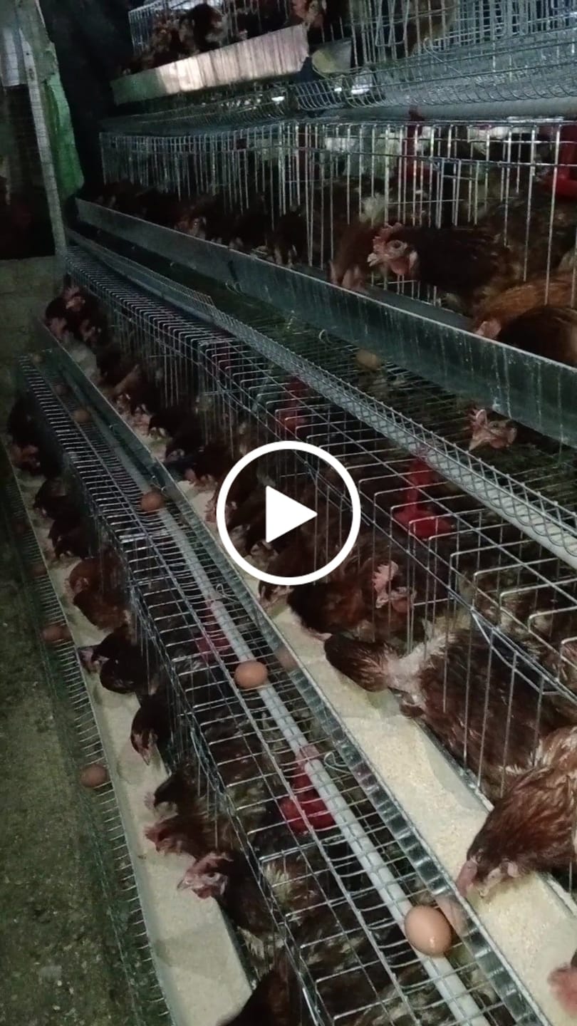 Customer video review of Avi Layer & Breeder (Fertility, Egg Quality & Skeletal Support for All Birds)