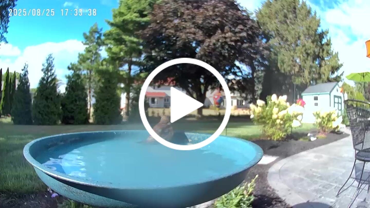 Customer video review of Birdfy Cam - Versatile Standalone Backyard Birdwatching Camera