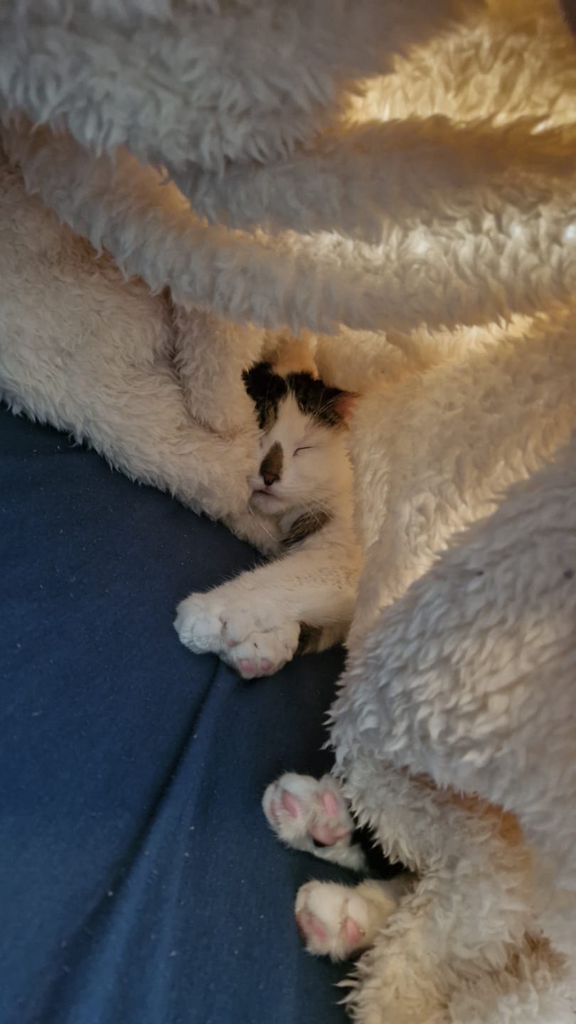 Customer photo review of Katzen Gesundheits Ratgeber von Majescats