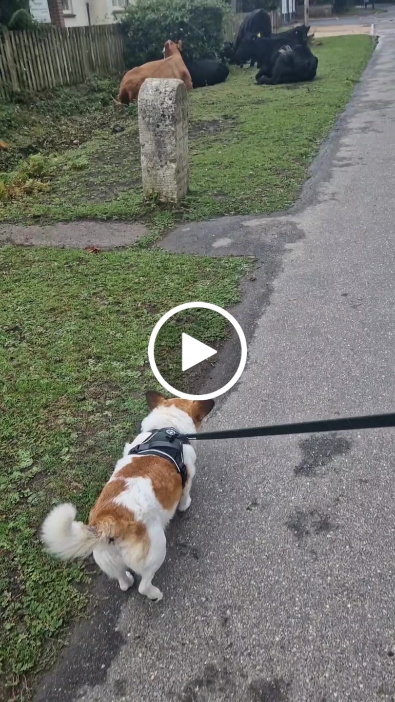 Customer video review of Trail & Glow® Dog Harness Bundle Set - Forest Tweed
