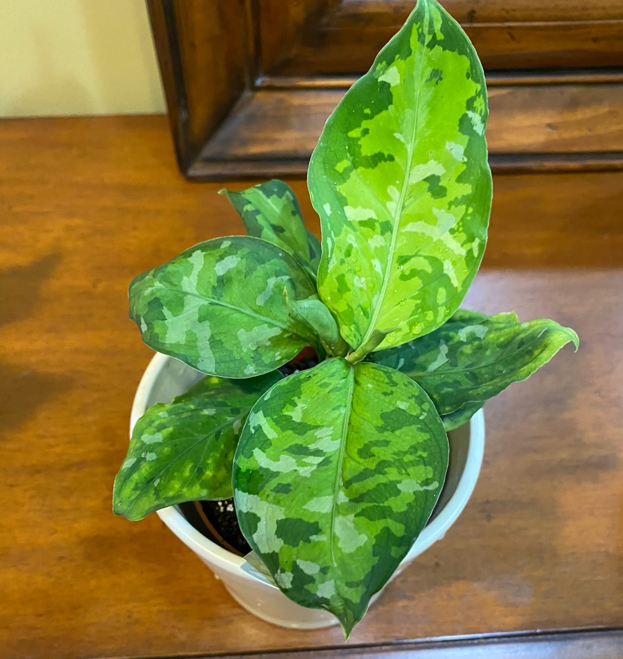 Customer photo review of Aglaonema pictum tricolor