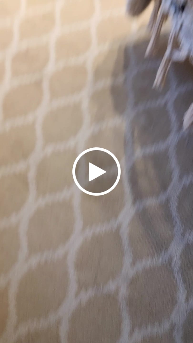 Customer video review of Monstrella - Plant trellis inspired by the Monstera Leaf