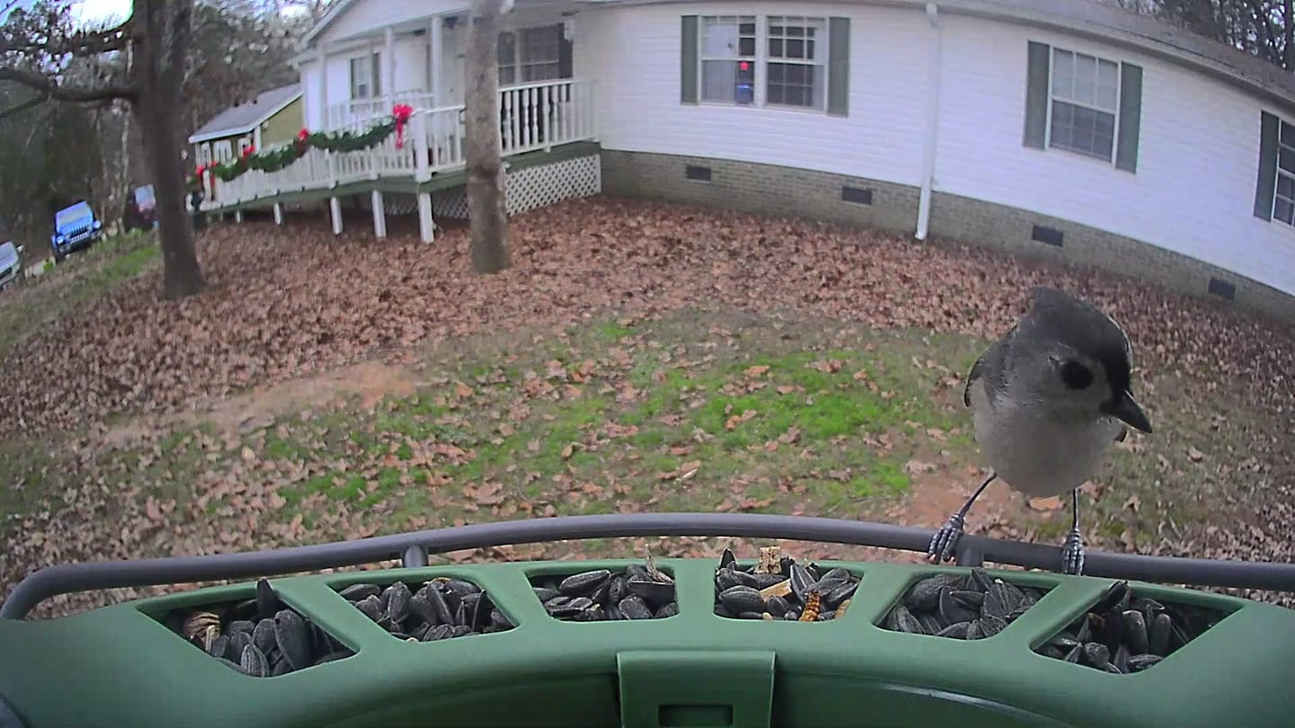 Customer photo review of Birdfy Feeder 2 Pro - Dual-Lens Smart Bird Feeder with Camera
