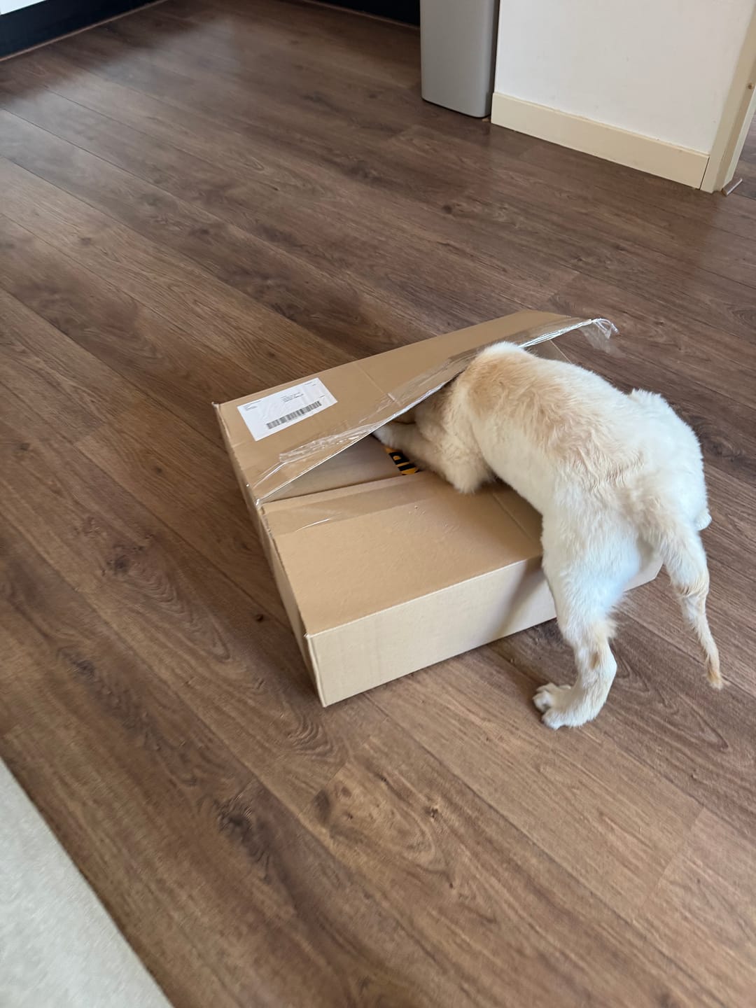 Customer photo review of Puppy - Kip met Kalkoen, Zalm, Zoete Aardappel & Wortel