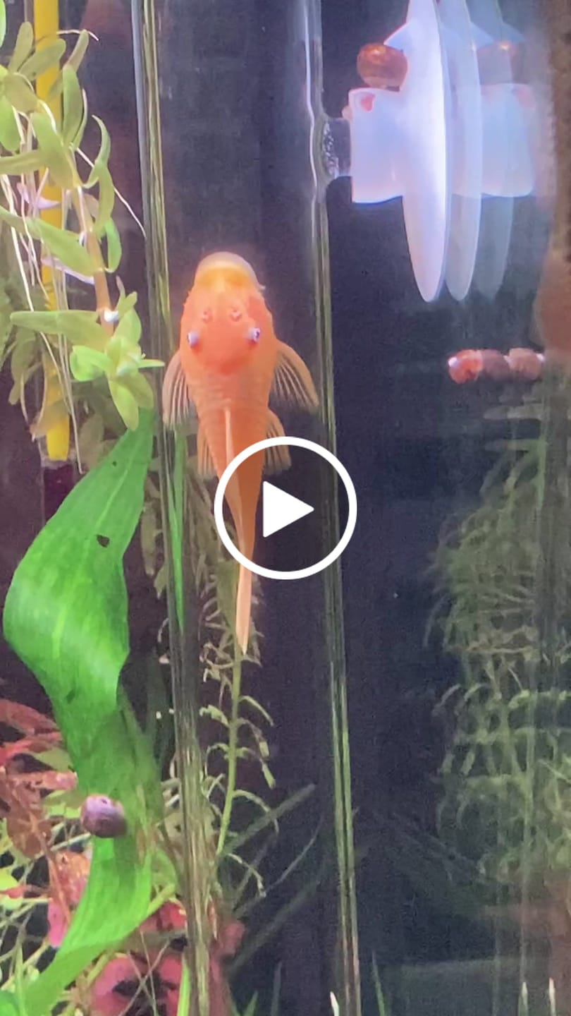 Customer video review of L144a Blue Eye Lemon Bristlenose Pleco (2 Inches) "NEW"
