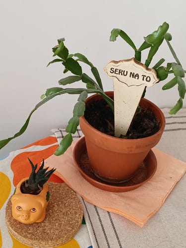 Customer photo review of Keramický zápich do květináče  Seru na to