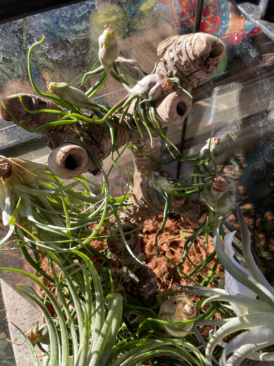 Customer photo review of Bulbosa