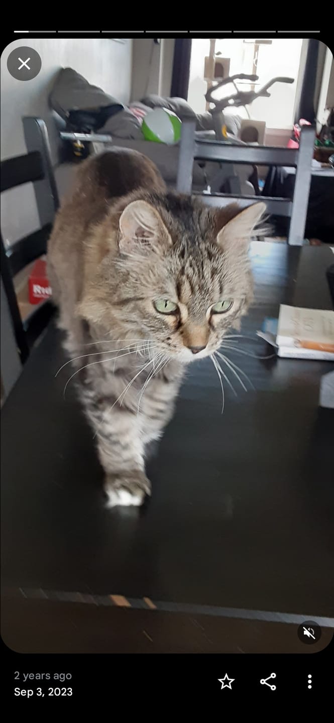 Customer photo review of Cat Weight Gain + Hyperthyroidism Support Remedy