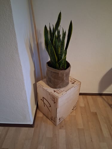 Customer photo review of Wooden Plyo Box