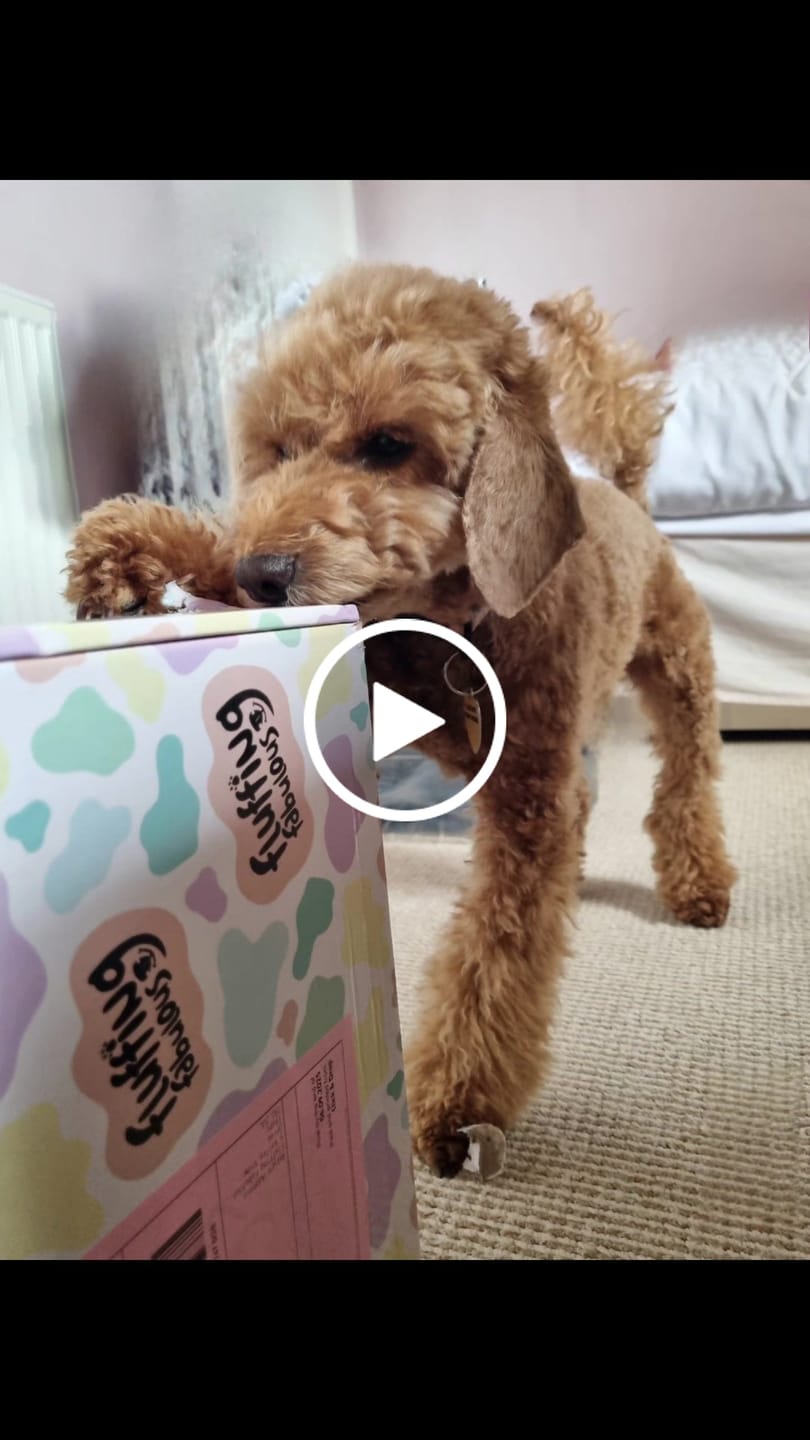 Customer video review of Treat Pouch