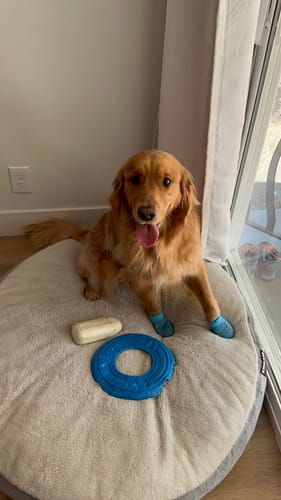 Customer photo review of WagWellies® Mojave