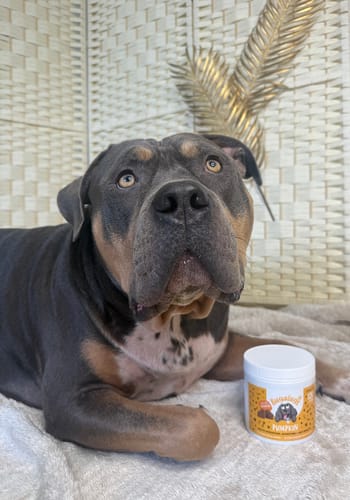 Customer photo review of Pumpkin Supplement Chews for Dogs