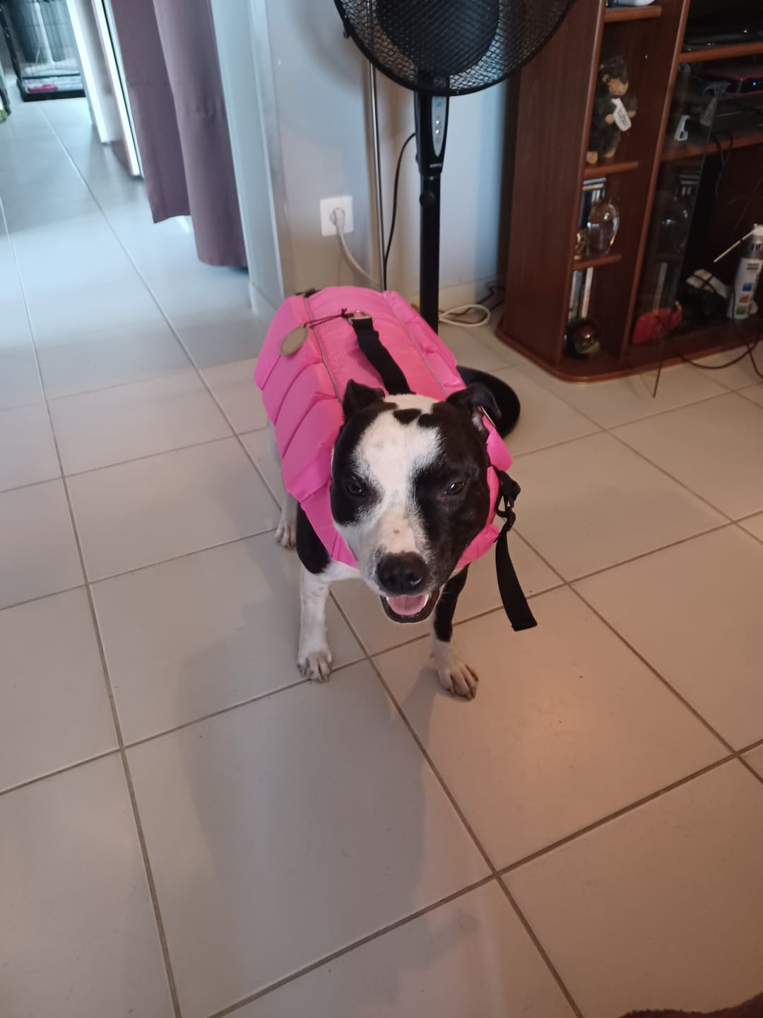 Customer photo review of Staffordshire Bull Terrier 1935® Life Jacket - Neon Pink