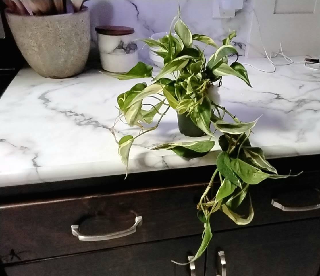 Customer photo review of Philodendron hederaceum 'Rio' - 4"