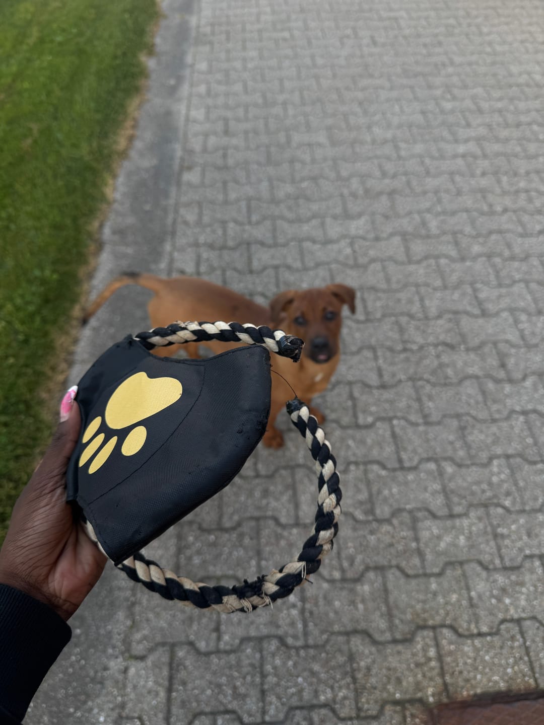 Customer photo review of Reblegetøjs-pakke 6 stk.