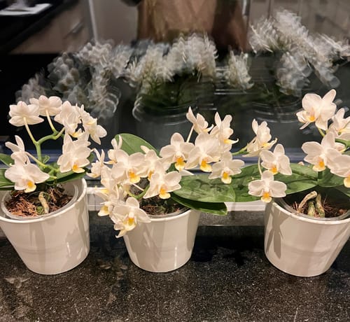 Customer photo review of Bonsaiorchidee Nazare mit weißen Blüten und 3+ Rispen