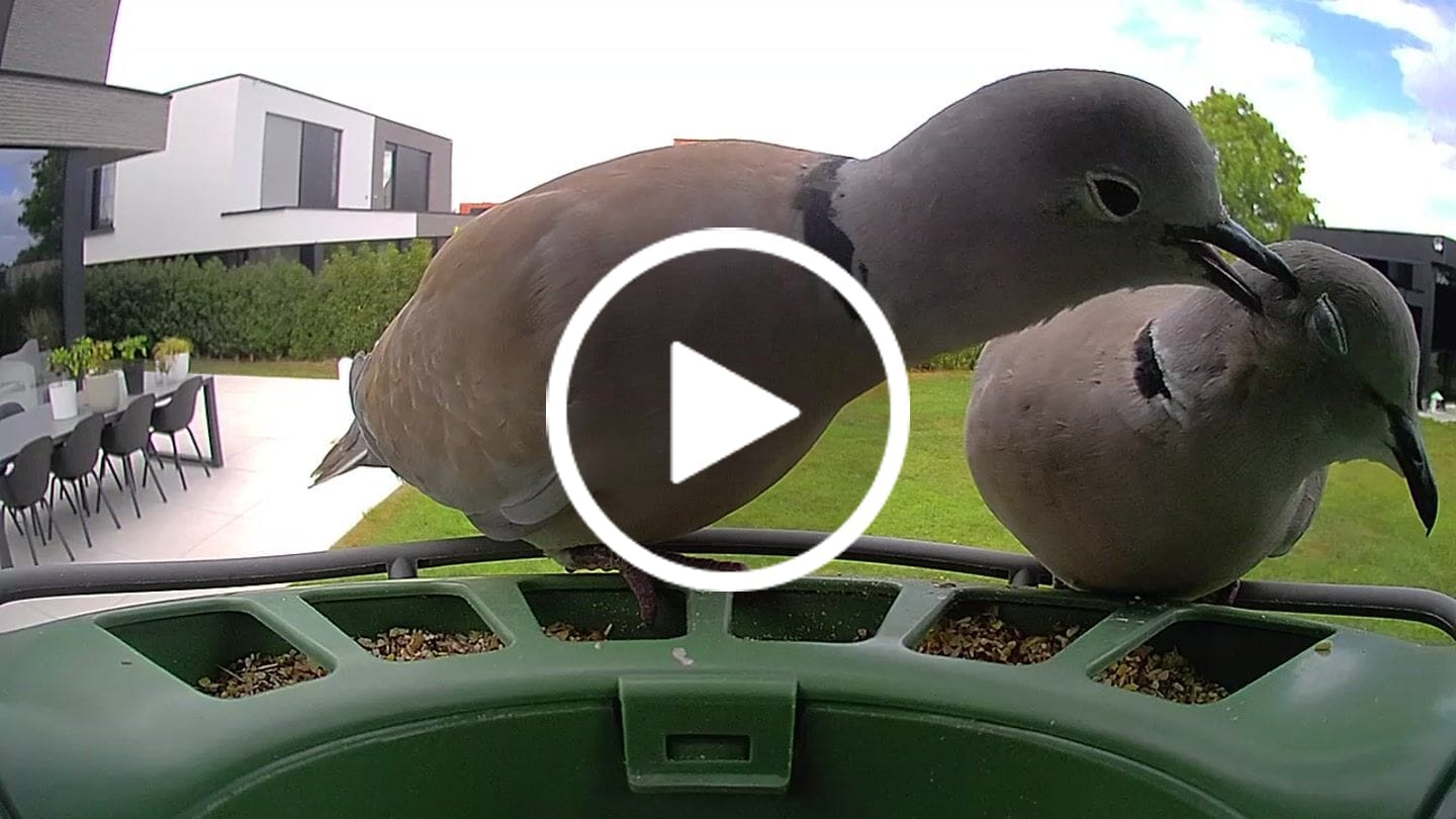 Customer video review of Birdfy Feeder 2 Pro - Dual-Lens Smart Bird Feeder with Camera