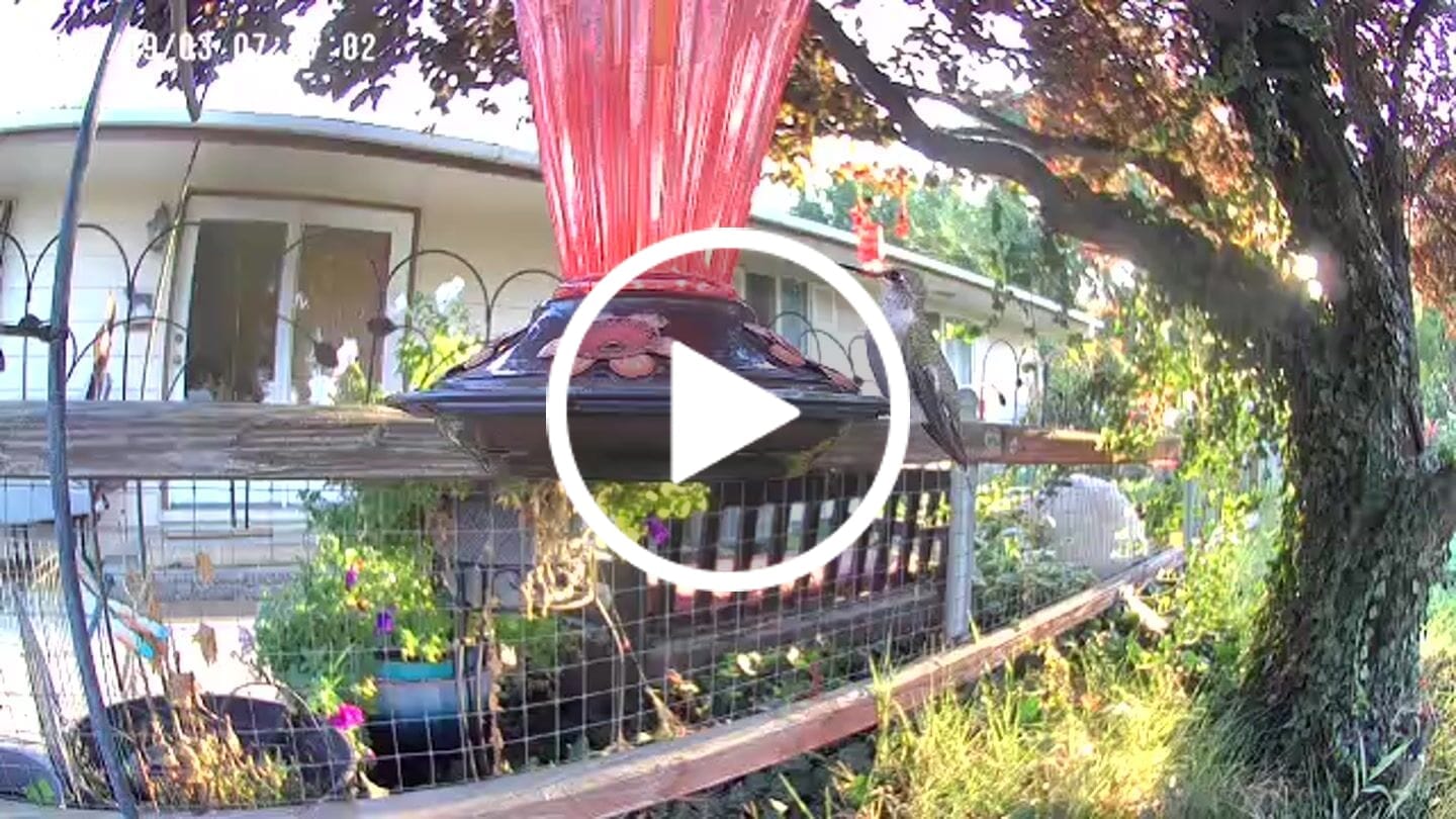 Customer video review of Birdfy Cam - Versatile Standalone Backyard Birdwatching Camera