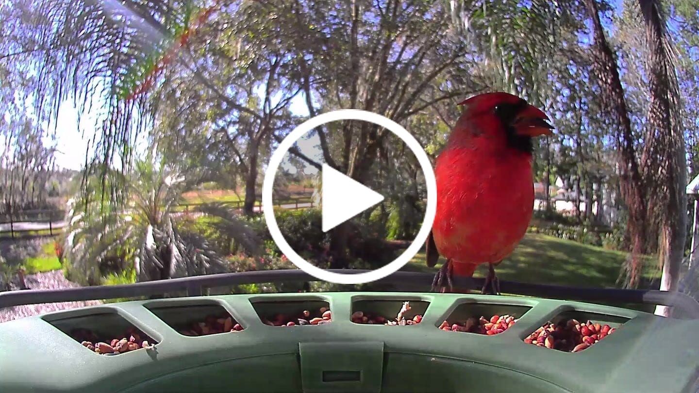Customer video review of Birdfy Feeder 2 Pro - Dual-Lens Smart Bird Feeder with Camera