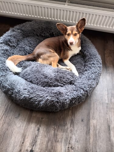 Customer photo review of Belune® Hundebett mit waschbarem Bezug