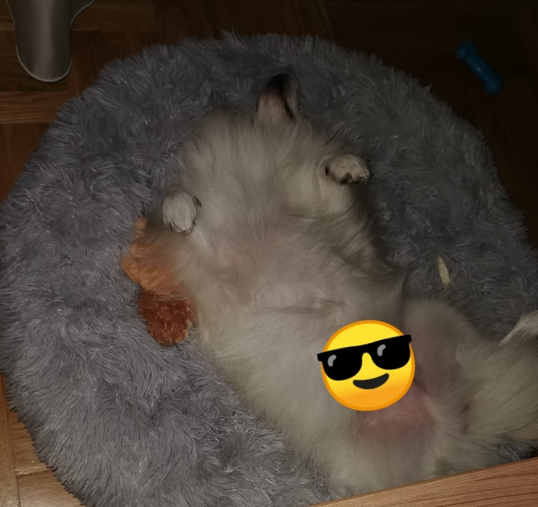 Customer photo review of Umirujući Krevet za Pse