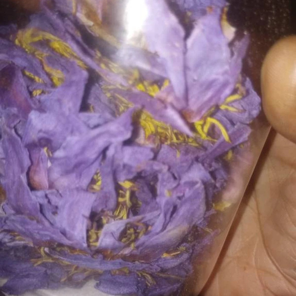 Customer photo review of Organic Blue Lotus Flower
