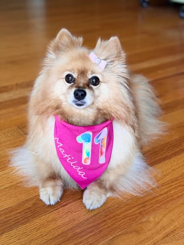 Customer photo review of Personalized Dog Party Pack