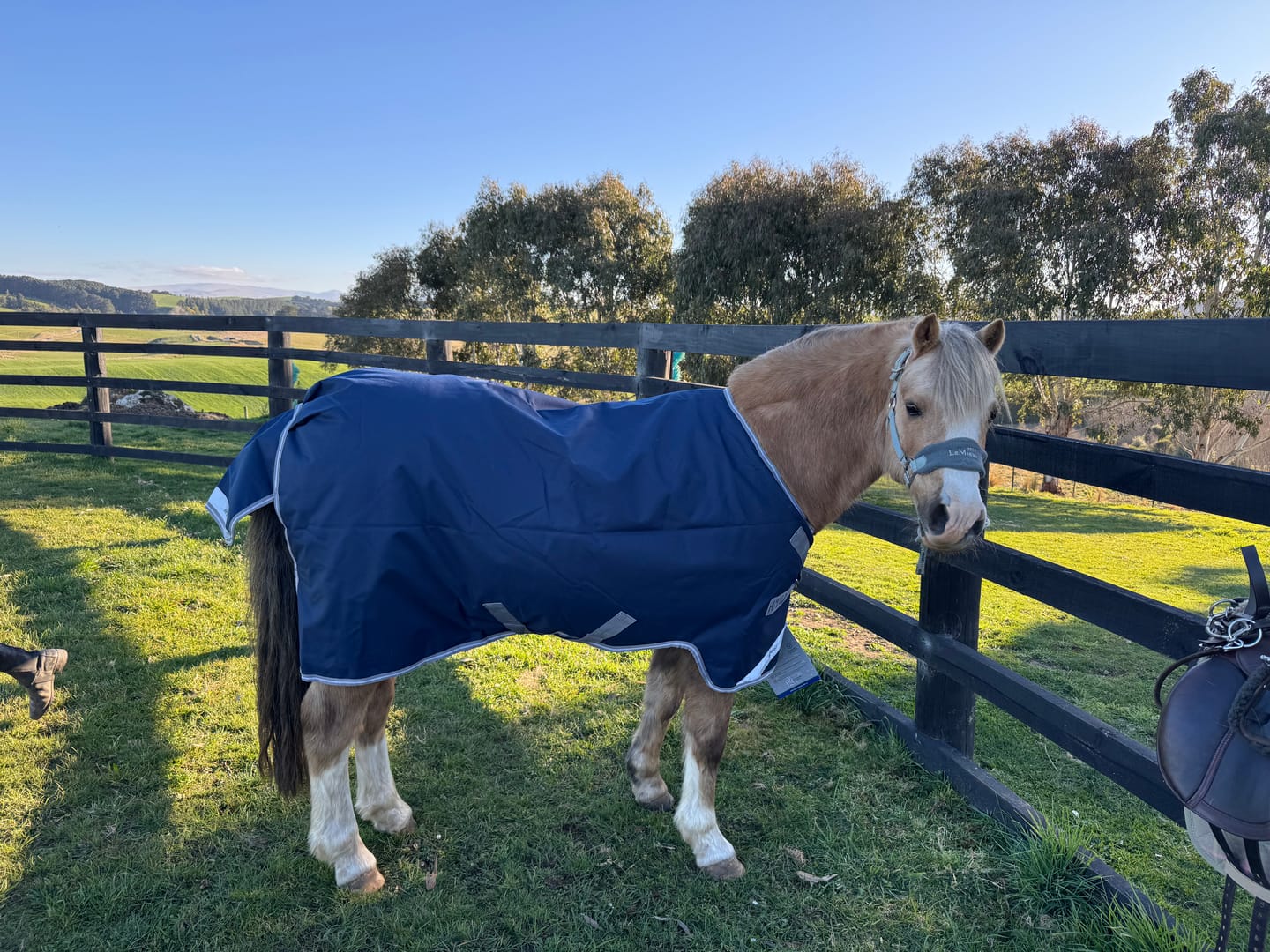 Customer photo review of Amigo 1200D Plus Pony Turnout 50g
