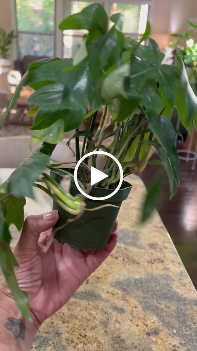 Customer video review of Philodendron mayoi