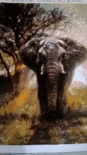 Customer photo review of African Elephant