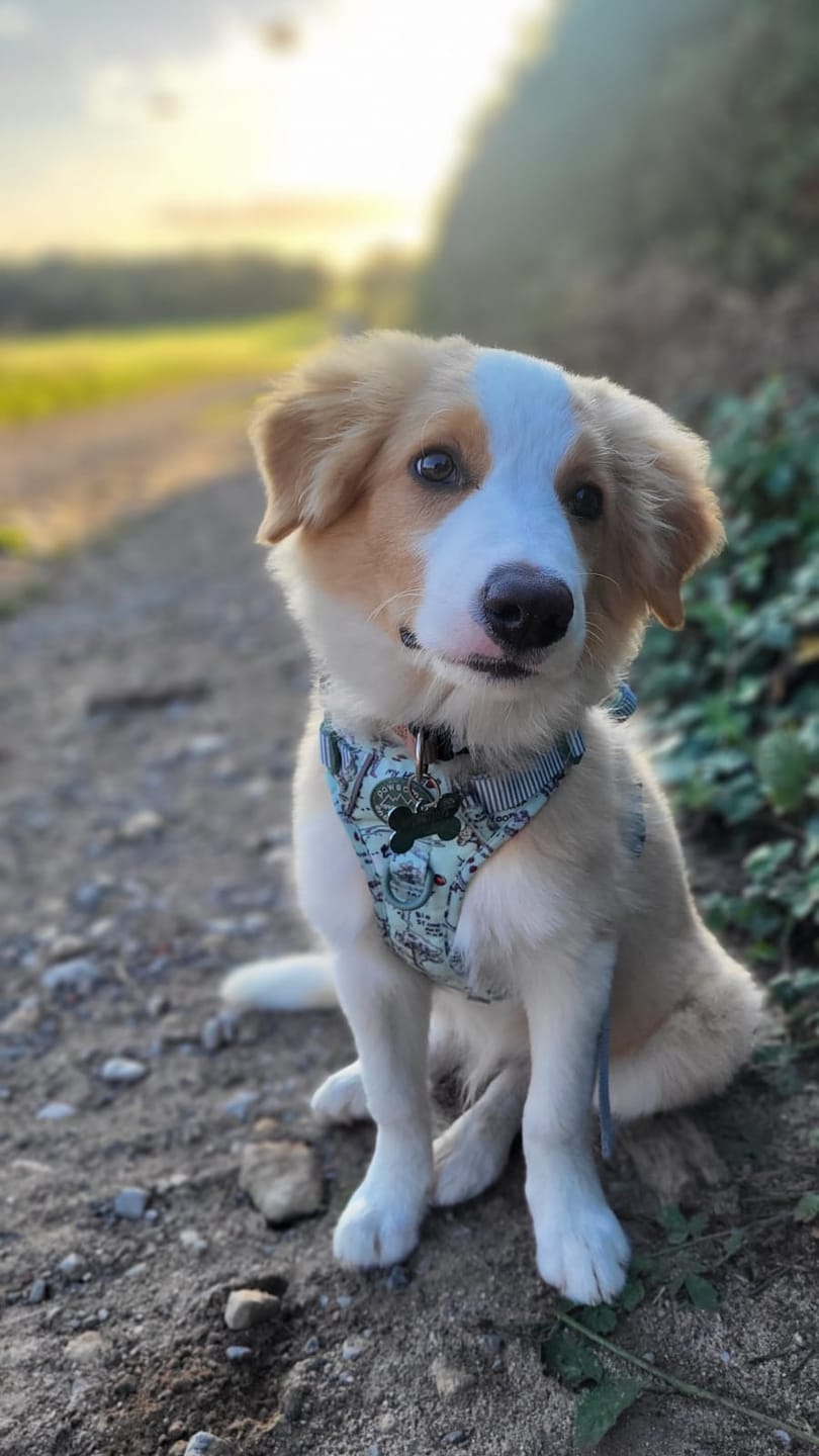 Customer photo review of Disney© Tough Trails™ Harness - 100 Aker Wood