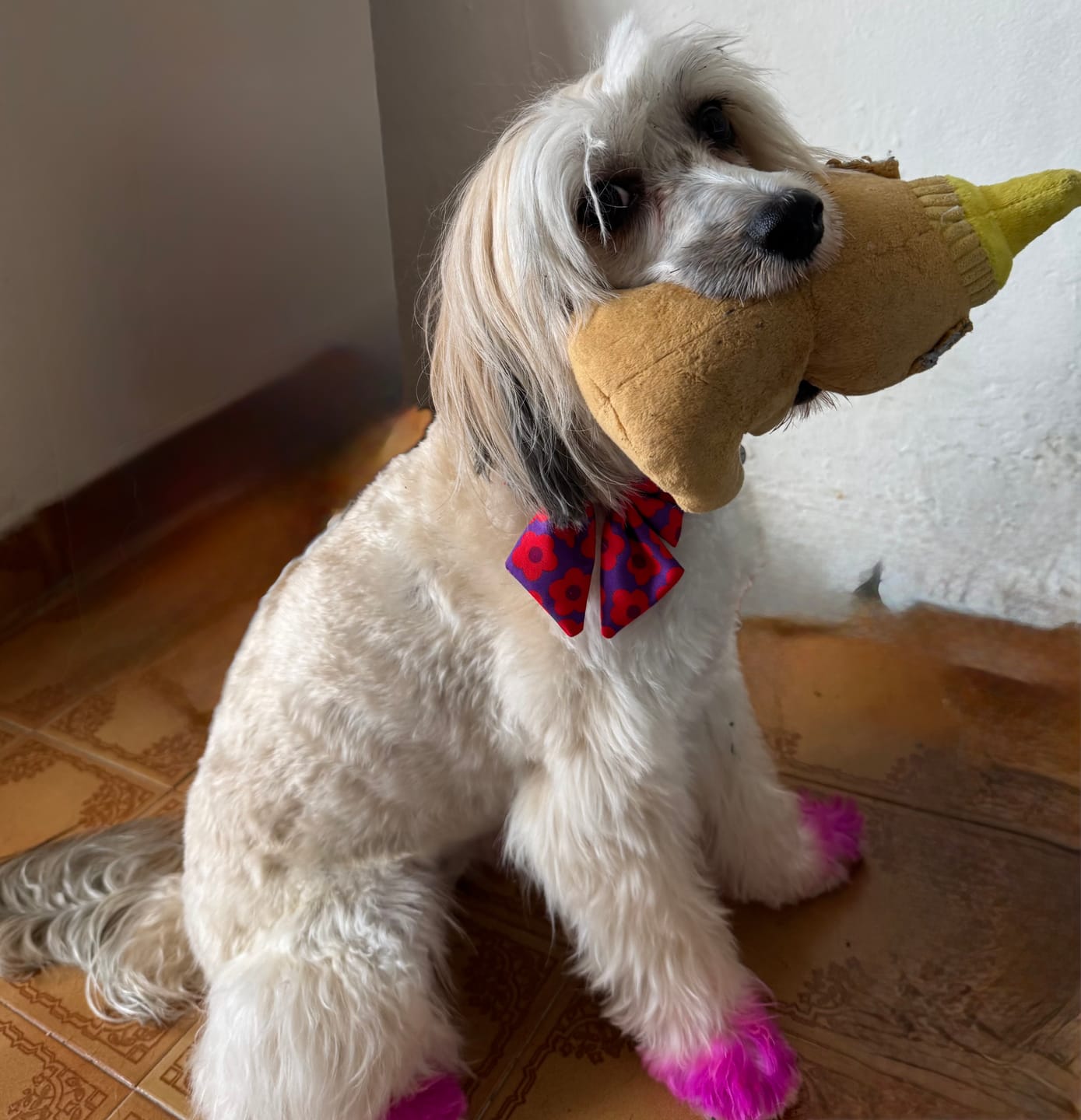 Customer photo review of Mon Chéri - Handsfree Dog Leash