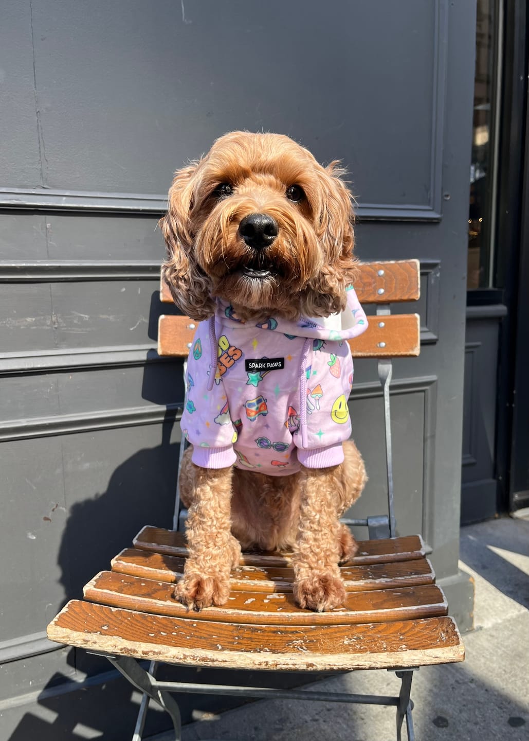 Customer photo review of Good Vibes Dog Hoodie - Purple