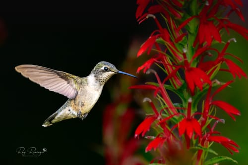 Customer photo review of 8x12 Matting Package Print