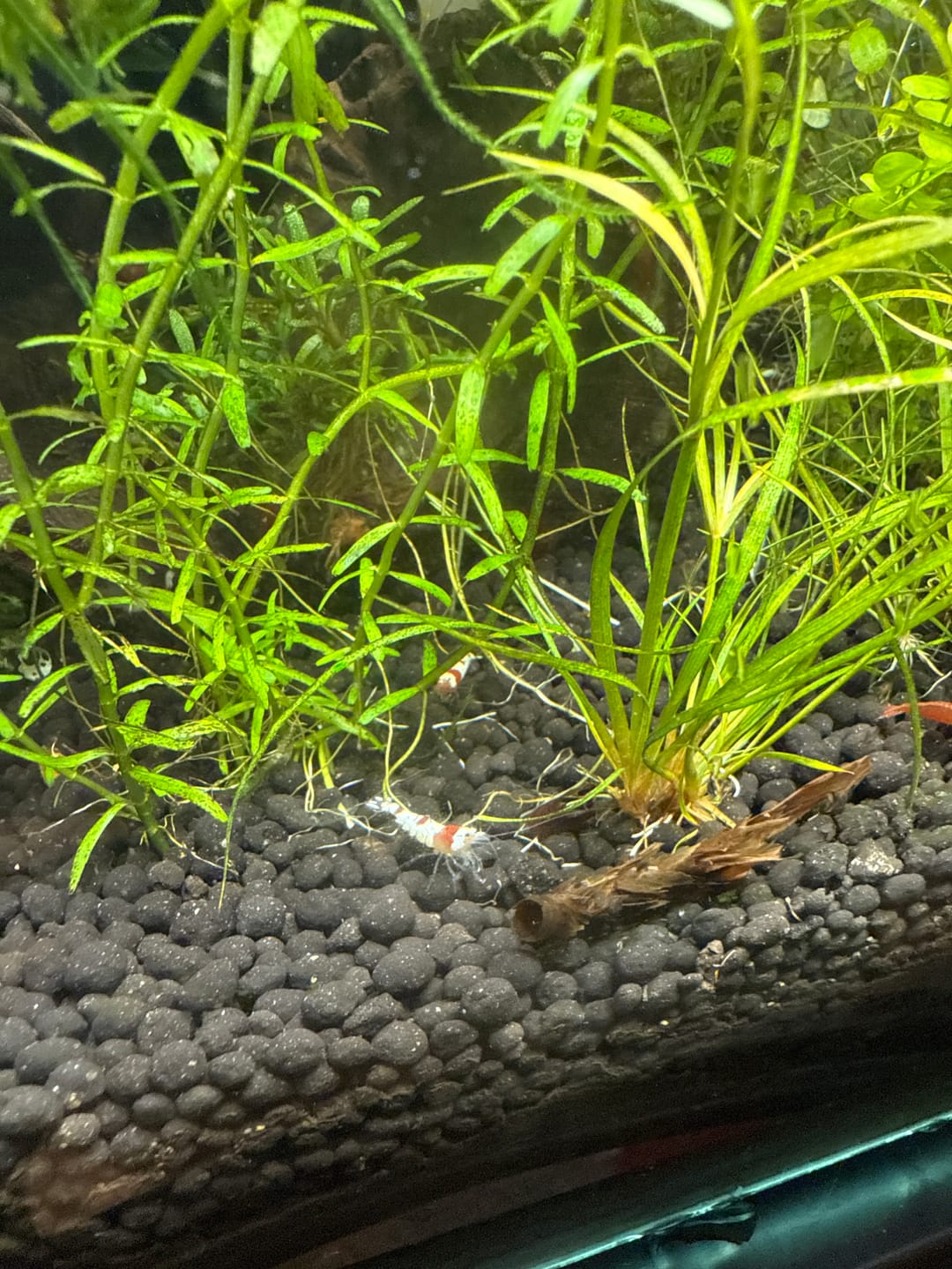 Customer photo review of Crystal Red Shrimp