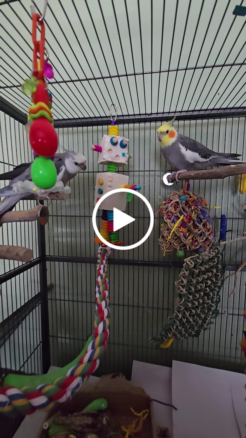 Customer video review of Balsa Bot - Super Bird Creations