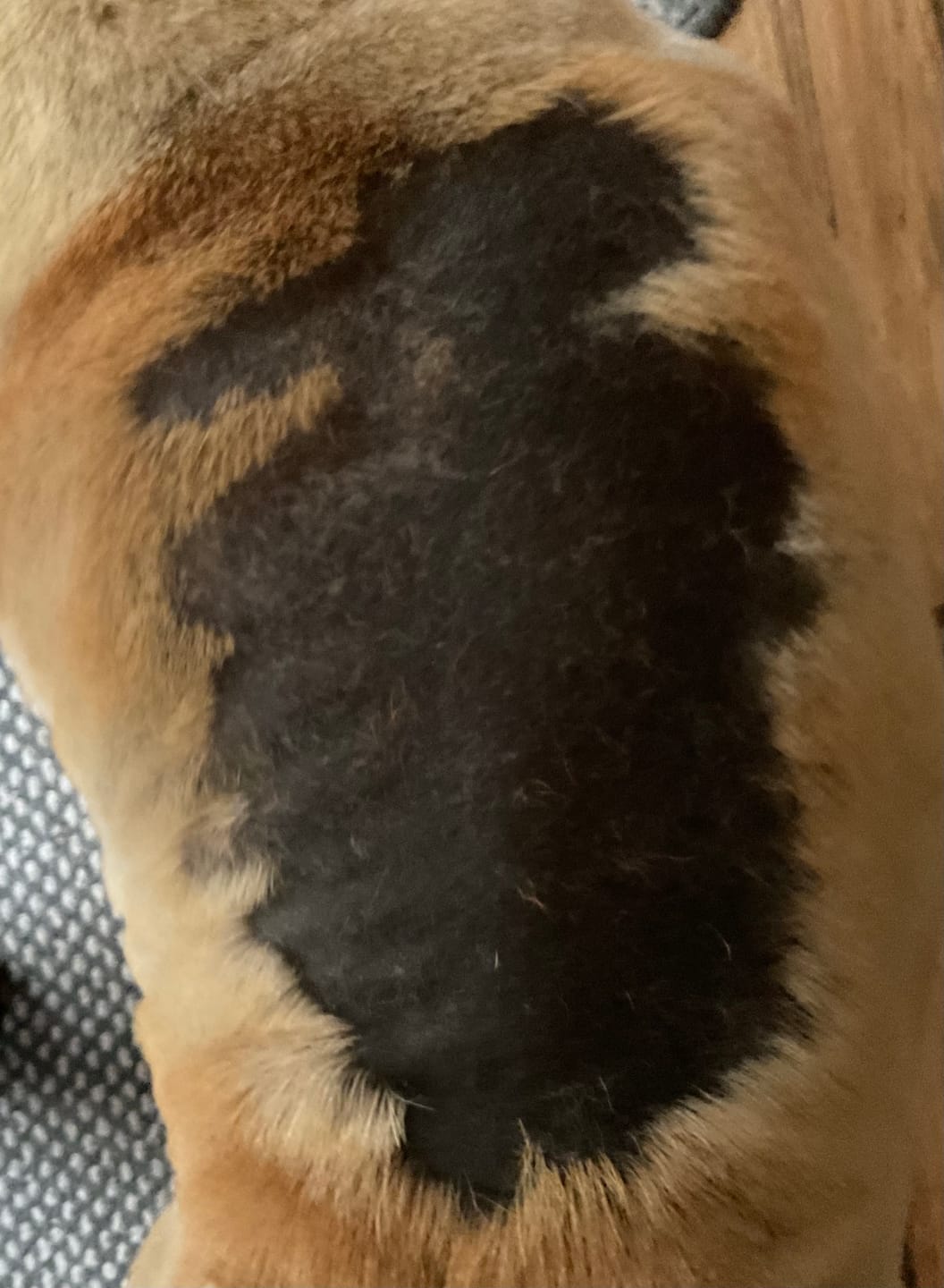 Customer photo review of Dog Spray