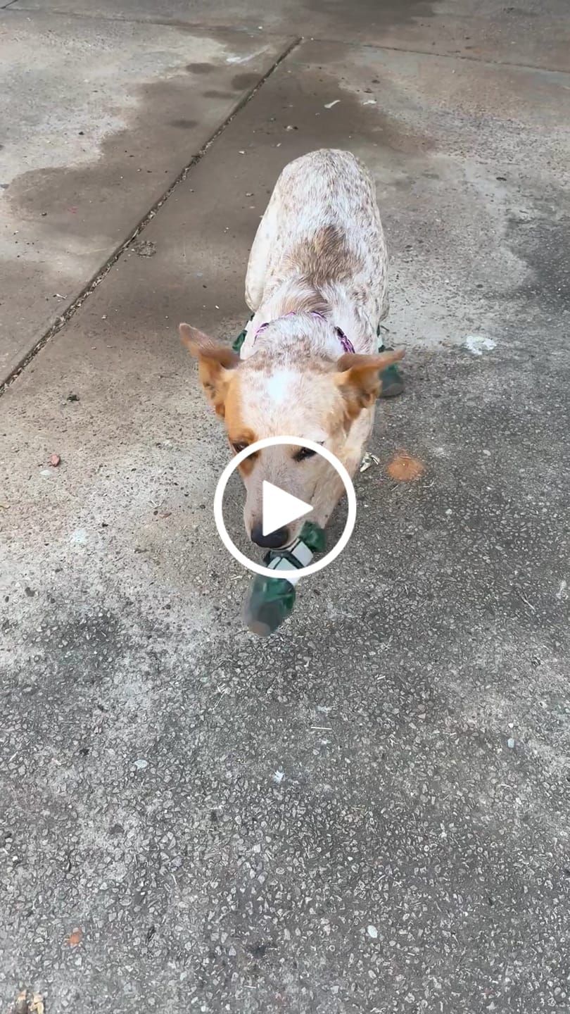 Customer video review of Flex Shell Waterproof Dog Boots - Green Camo