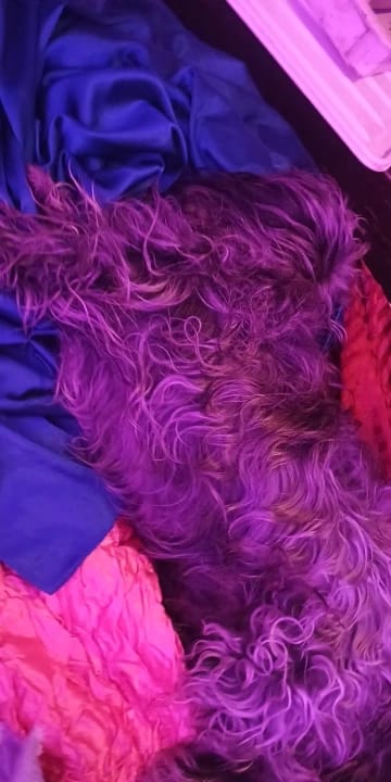 Customer photo review of FetchMate Automatic Dog Ball Launcher | Dog Toy