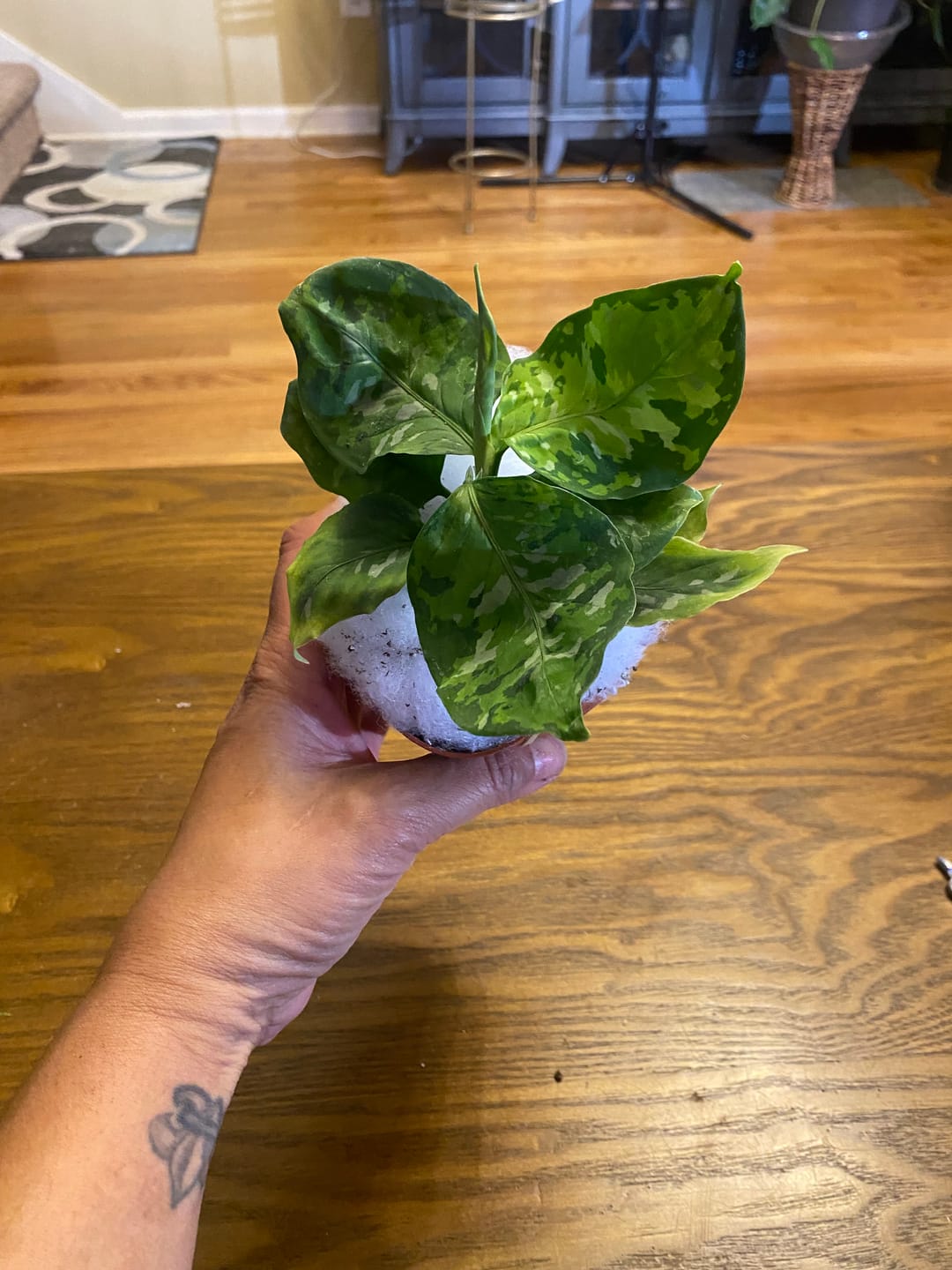Customer photo review of Aglaonema pictum tricolor