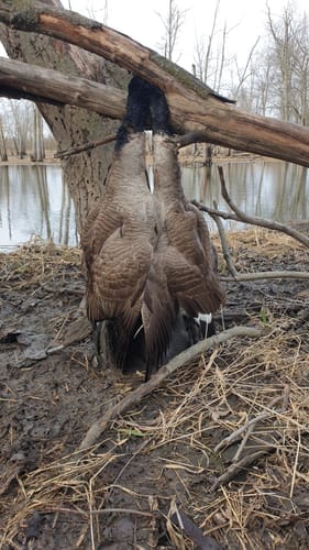 Customer photo review of Amazing Offer AquaWade Pro Insulated Duck Waterfowl Hunting Breathable Chest Waders