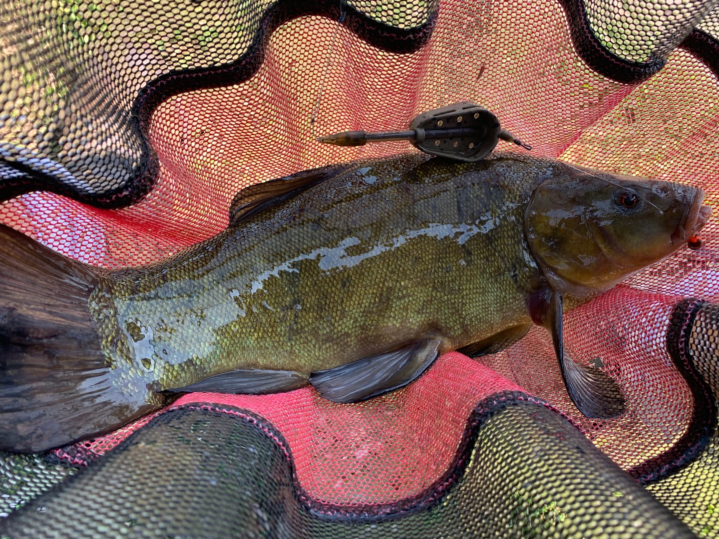 Customer photo review of BAG-UP CARP AND BREAM MIX - 1kg🔝