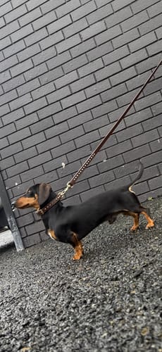 Customer photo review of Hand Made Leather Dog Collar - Ruthless Brown & Brass (Slim Fit)