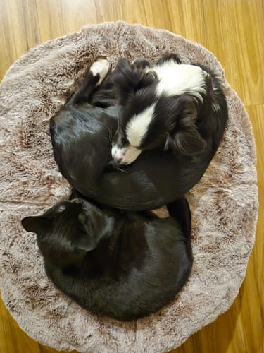 Customer photo review of Medium Rebound Foam Mattress Dog Bed - Interior/Outdoor