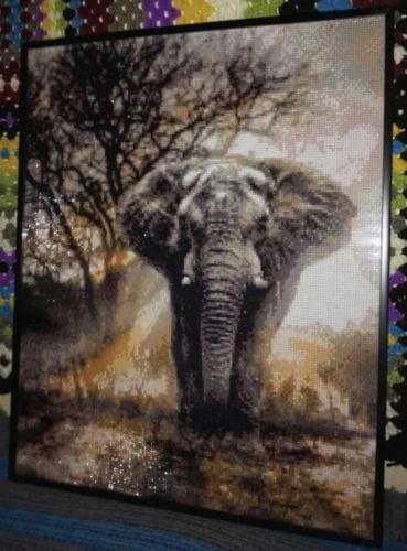 Customer photo review of African Elephant