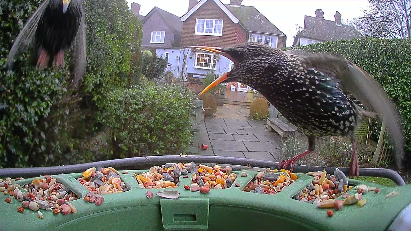 Customer photo review of Birdfy Feeder 2 Pro - Dual-Lens Smart Bird Feeder with Camera