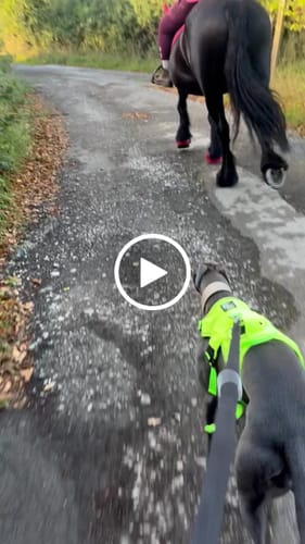 Customer video review of Sighthound Escape Proof Harness