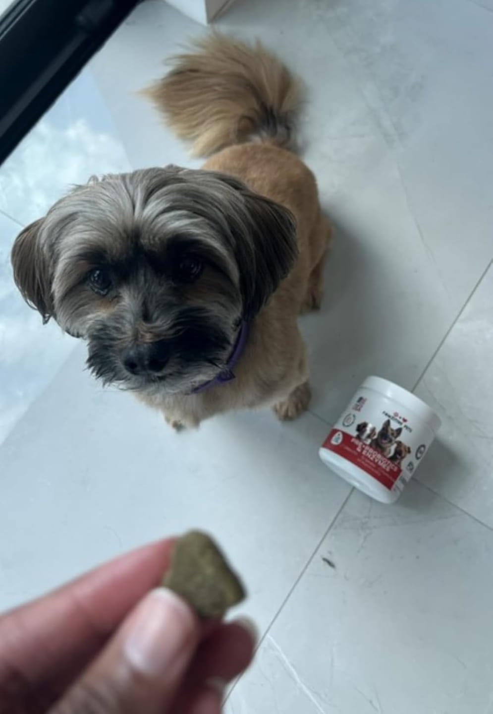 Customer photo review of Probiotics for Dogs Digestive Health
